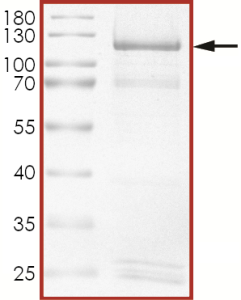 HER2 (A775_G776insYVMA), Active
