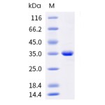 Recombinant Human FGL1