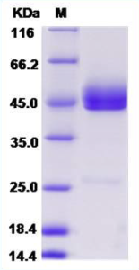 Recombinant Human GITRL 