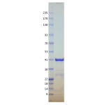 Kras Q61R, GST-tag, GDP Loaded