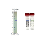 Kras G12D, GST-tag, GppNHp loaded  