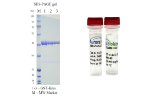 Kras(G12D), Gst-Tag