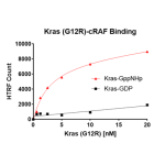 Kras G12R – cRAF Binding Assay Kit 