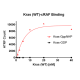 Kras WT – cRAF Binding Assay Kit 