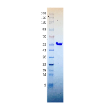 Listeriolysin O Protein (LLO)
