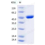 Recombinant Human LAG3 - Biotinylated