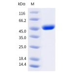 Recombinant Human LAG3 - Biotinylated