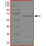 MEK3 (MAP2K3), Active