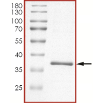 MEK3 (MAP2K3), Unactive