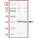 MEK4 (MAP2K4), Active