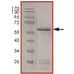 MEK4 (MAP2K4), Unactive