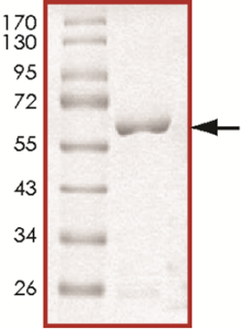 MEK6 (MAP2K6), Unactive