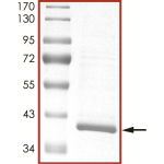 MEK6 (MAP2K6), Unactive