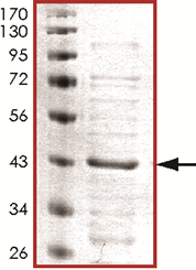 ERK1 (K71A) Protein