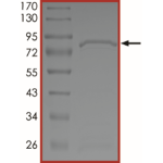MET (Y1230C), Active