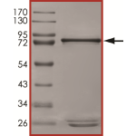 MET (Y1230H), Active