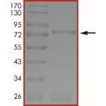 MET (M1250I), Active