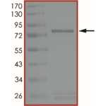 MET (L1195F), Active