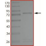 MET (D1228A), Active