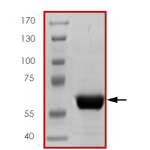 PTPRS (PTP- sigma), Active