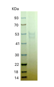 Recombinant Human PD-1