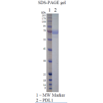 Recombinant Human PD-L1 