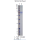 Recombinant Human PD-L1 