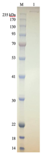 DNA Polymerase Theta-Full Length