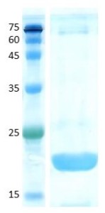 Soybean (gly m 4) Soybean (gly m 4)