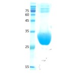 Cladosporium herbarum (cla h 8)