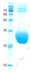 Cladosporium herbarum (cla h 8)