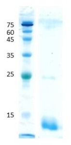 Soybean (gly m 3) Soybean (gly m 3)