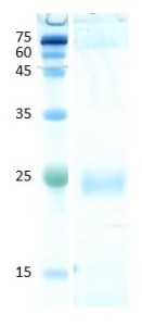 Egg white (gal d 1)