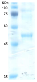 Dengue type 3 envelope protein (insect cell)