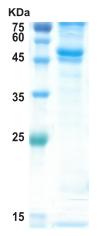 Dengue type 2 NS1 protein (insect cell)
