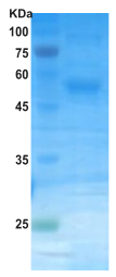 Dengue type 4 NS1 protein (insect cell)