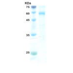 HIV-2 envelope gp36 protein (52 kDa) (capture)