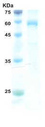 HIV-2 envelope gp36 protein (52 kDa) (capture)