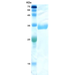 HIV-2 envelope gp36 protein