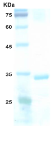 HIV-2 envelope gp36 protein