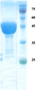 Leishmania K9-26-39 protein