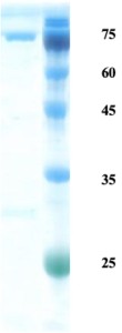 Salmonella H antigen protein