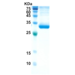 Covid-19 spike protein receptor binding domain  (insect cell)