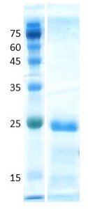 Interleukin 10 (IL-10) Interleukin 10 (IL-10)