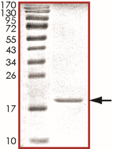 Beta-synuclein Protein