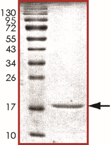 Alpha-synuclein Protein
