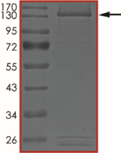 STAT2 Protein