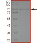 STAT3 Protein