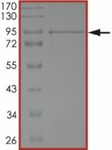 STAT3 Protein