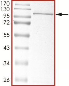 STAT3 Protein